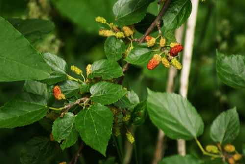 frutti del gelso - Morus cfr. alba